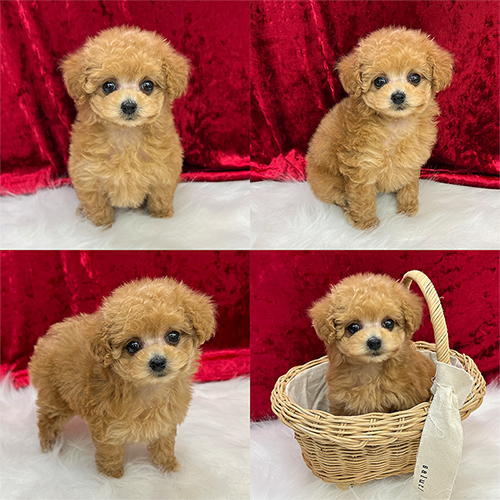五つ星子犬館