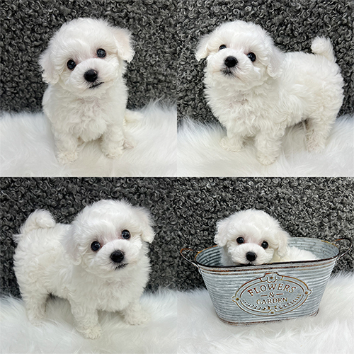 五つ星子犬館