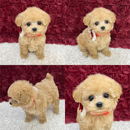 五つ星子犬館