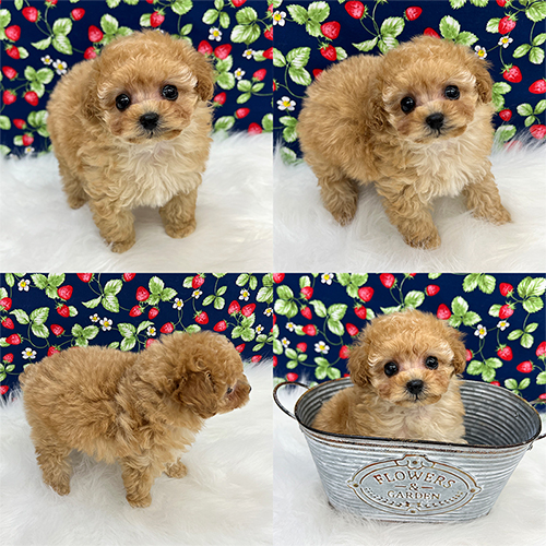 五つ星子犬館