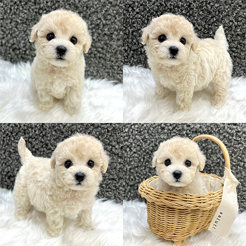 五つ星子犬館