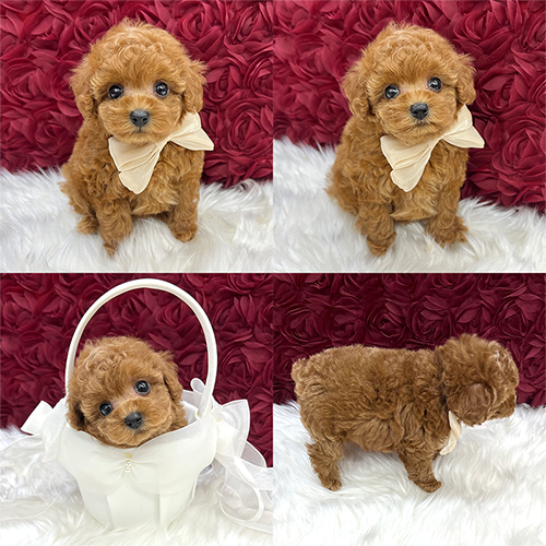 五つ星子犬館