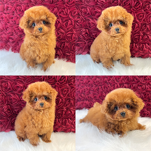 �܂��q����