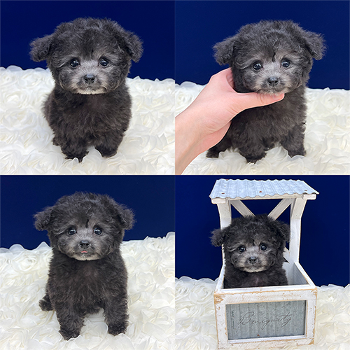 �܂��q����