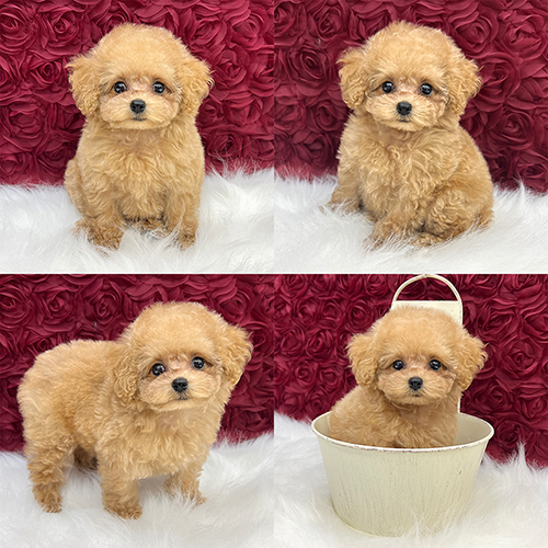 五つ星子犬館