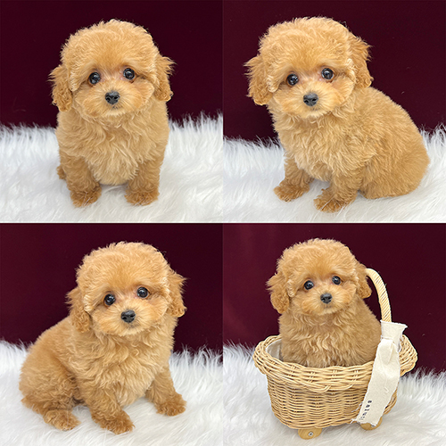 五つ星子犬館