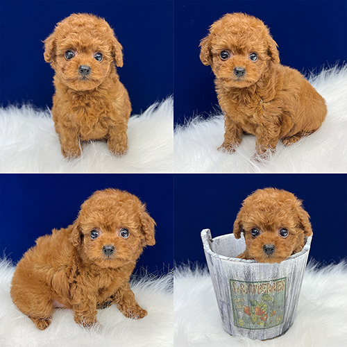 五つ星子犬館