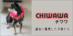 チワワ子犬情報