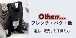 フレンチ・パグ・その他
