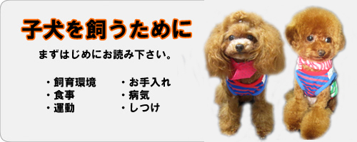トイプードル